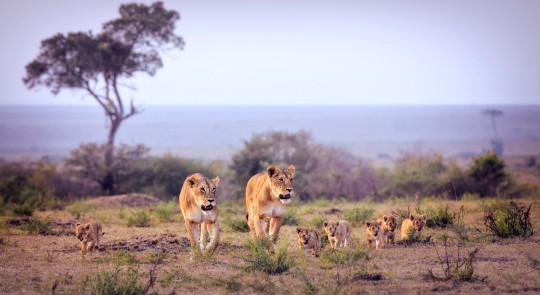 Panorámica de leonas con cachorros caminar juntos al atardecer en Masai Mara, Kenia